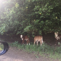 Stray Cows
