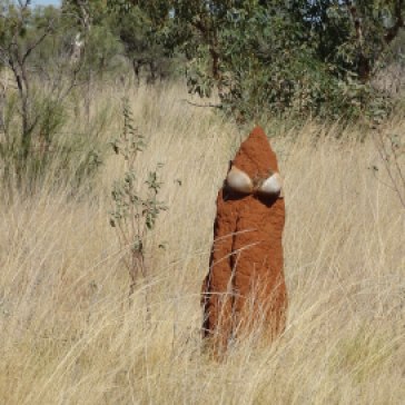 Decorated Termite Mound - Bra